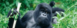 Explore Uganda for A Unique Safari Activity Including Gorilla Trekking In Bwindi